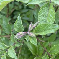 ジャガイモの花,種まき,花のある暮らし,畑仕事,家庭菜園の画像