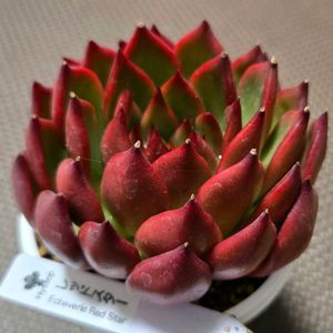 エケベリア,レッドスター,多肉植物,エケベリア属,初購入の画像