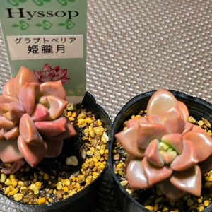 姫朧月,グラプトベリア 属,多肉植物,グラプトベリア,エケベリア属の画像