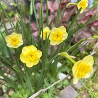 ワレモコウ,ヒューケラ,ユーフォルビア キパリッシアス,ユーフォルビア フェンズルビー,ミニスイセン・サンディスクの画像