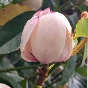 カラタネオガタマ,ミケリア,綺麗な色♡,白い花,花のある暮らしの画像