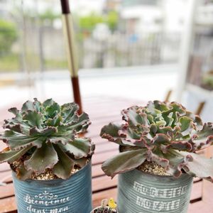 リメイク缶,多肉寄せ植え,多肉植物のある暮らし,GSのみなさんに感謝♡,多肉女子の画像