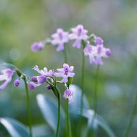 オキナワチドリ,ガーデニング,山野草,ちっちゃいものクラブ,山野草アンソロジーの画像