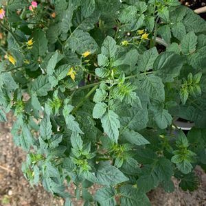 トマト,トマト,ミニトマト,野菜,マイクロトマトの画像
