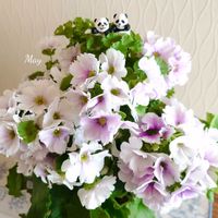 プリムラオブコニカ,可愛い,癒し,花のある暮らし,パンダ大好き♡の画像