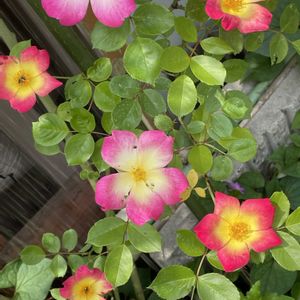 つるバラ,ベランダ,畑の画像