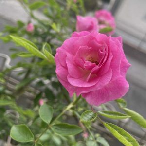 お庭,かわいいな♡,花のある暮らし,ばら バラ 薔薇,ピンクサマースノーの画像
