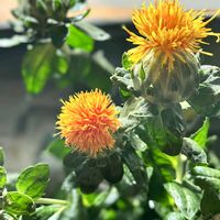ベニバナ,キュンキュン乙女倶楽部,平和を願う,オレンジ色の花も好き,今日のお花♡の画像