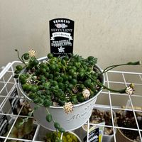 多肉植物,多肉植物の花,多肉中毒,ベランダ多肉,グリーンネックレスの花の画像