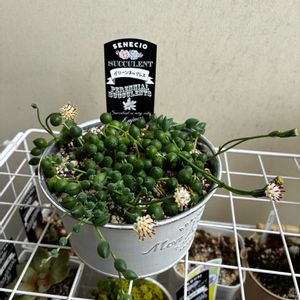 多肉植物,多肉植物の花,多肉中毒,ベランダ多肉,グリーンネックレスの花の画像