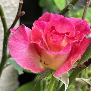 バラ,バラ アブラカタブラ,赤い花,ネコ好き,花のある暮らしの画像