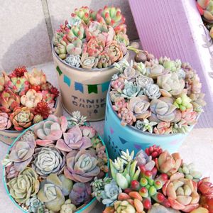 多肉植物,リメイク缶,多肉寄せ植え,多肉寄せ植え,リメイク鉢の画像