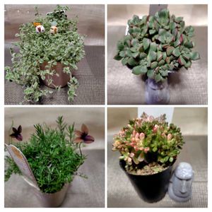 七福神,リトルミッシー,アロマティカス斑入り,小人の祭り錦,green roseの画像