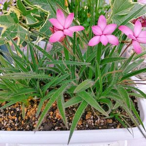 花のある暮らし,多肉女子,PR,HTC社員,たにおたくらぶの画像