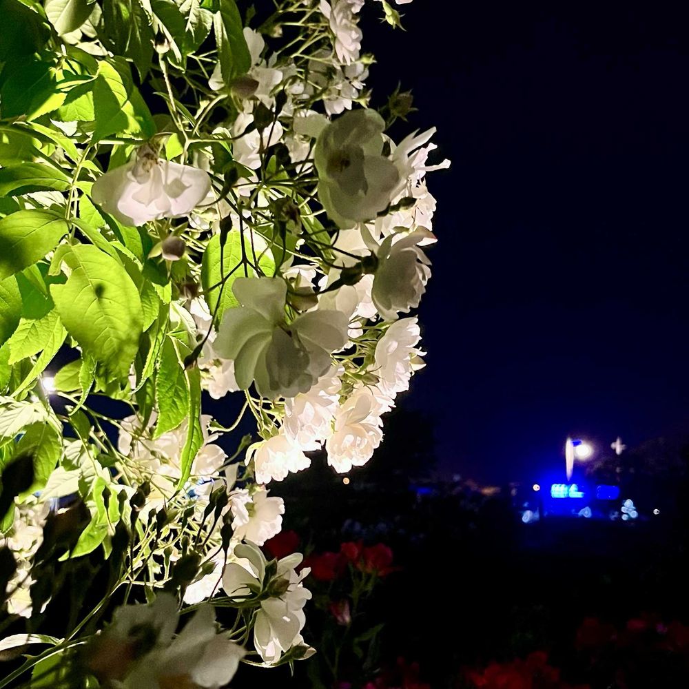 elikoさんの山下公園への投稿