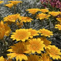 ウツギ,ガザニア,ライム,イチジク,可愛いの画像