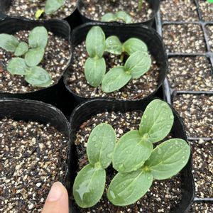 キュウリ,キュウリ,たねからの幸せ,家庭菜園の画像