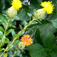ベニバナ,今日のお花の画像
