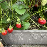 プランター菜園,小さな庭♡の画像