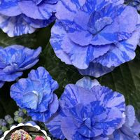 アジサイ,マツムシソウ （スカビオサ）,紫陽花 フェアリーマーブル,❤️いいね、ありがとう,青い花マニアの画像