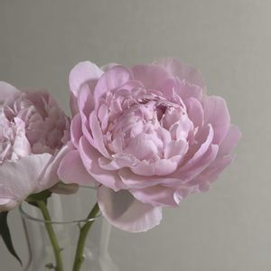 シャクヤク,シャクヤク,切り花,お花屋さん,花のある暮らしの画像