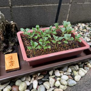 イソギク,宿根草,テッセン,IKEA,山野草の画像