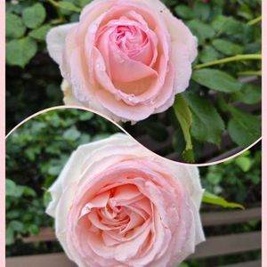 花のある暮らし,多肉女子,たまには散歩しようね,散歩の途中で出会ったバラの花の画像