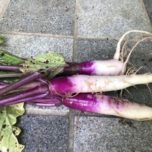 日野菜かぶ,畑の画像