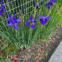 アヤメの画像