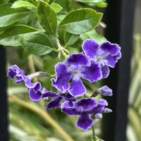 デュランタ,iPhone撮影,ホッコリ,ご近所さんのお花,わたしの楽しみの画像