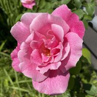 バラ,つるバラ...,つるバラ...,柏葉アジサイ,薔薇 スパニッシュ・ビューティの画像
