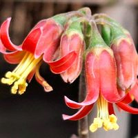 桜吹雪,コチレドン ,ガステリア,つぶやきの画像