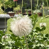 ブルーデージー,今庭,オキナグサ(翁草）,良い一日を…,おうち園芸の画像