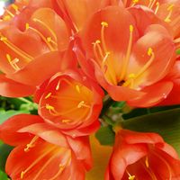 クンシラン,GSに感謝。,お花のある暮らし,元気に育ててますよ,チーム新潟の画像