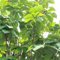 ホオノキ,花言葉,新緑,今日のお花,つぼみに魅せられての画像