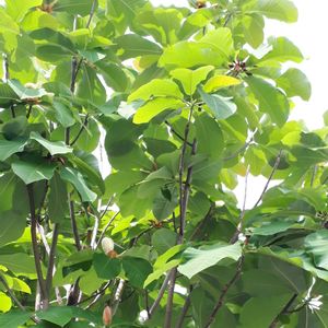 ホオノキ,花言葉,新緑,今日のお花,つぼみに魅せられての画像