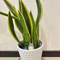 サンスベリア,サンスベリア,観葉植物,ハイドロカルチャー,トトロの画像