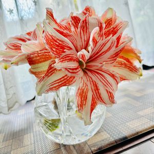 アマリリス,八重咲きアマリリス,花瓶,三つ子,ガラスの花瓶の画像