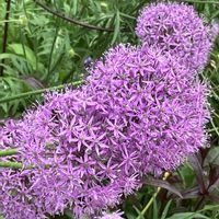 ベロニカ・マダムマルシア,ケマンソウ,チョウジソウ,アリウム・ギガンテウム,キバナノクリンザクラの画像