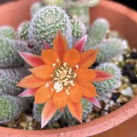サボテン,サボテンの花✨の画像