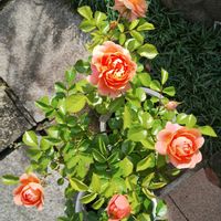 バラ,生け花,花いろいろ,玄関内側の画像