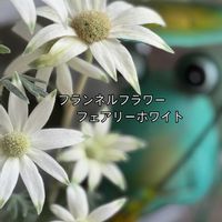 フランネルフラワー,白い花,白が好き,マイガーデン♡,玄関アプローチの画像