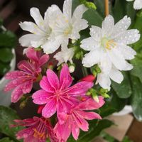 レウィシア,レウィシア,かわいい,可憐,白い花の画像