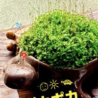盆栽,公園,小品盆栽,苔盆栽,iPhone撮影の画像