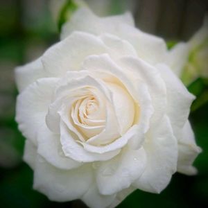 薔薇,薔薇,花のある暮らし,薔薇アンナプルナ,テラスの画像