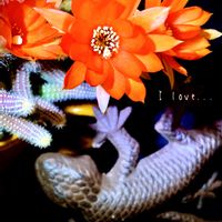 サボテン,白檀,サボテンの花,iPhone撮影,スマホ撮影の画像
