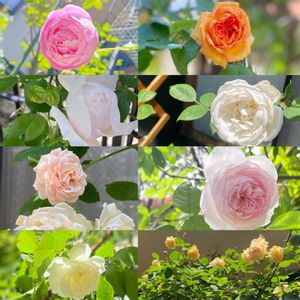ガーデニング,ローズガーデン,薔薇♪,四季咲き,薔薇のある暮らしの画像