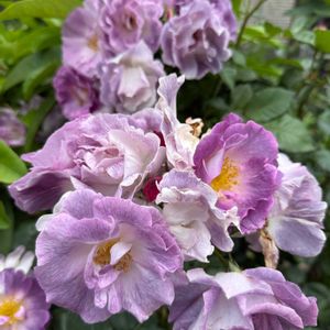 バラ,ガーデニング,春の庭,ばら バラ 薔薇の画像