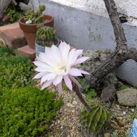 サボテン,おうち園芸の画像