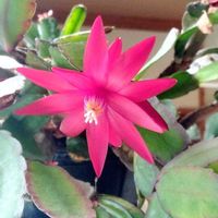 クジャクサボテン,山の遅い春,ＢＧＭはウグイスの鳴き声,テラスの画像